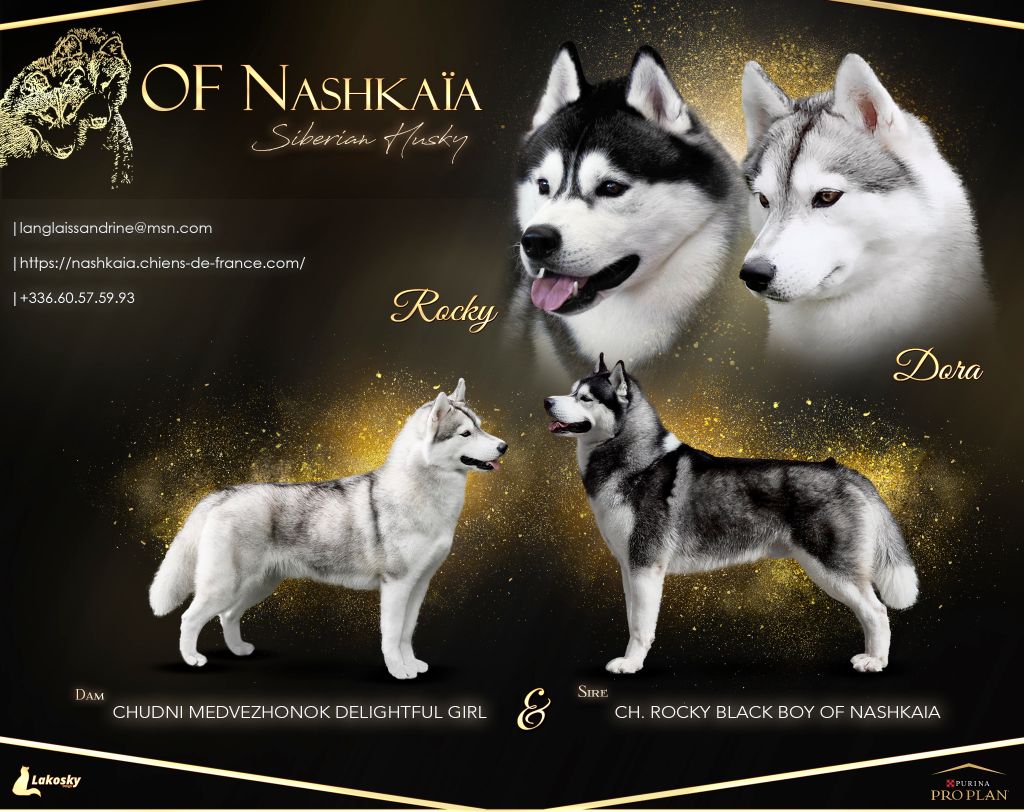 of nashkaia - Chiot disponible  - Siberian Husky