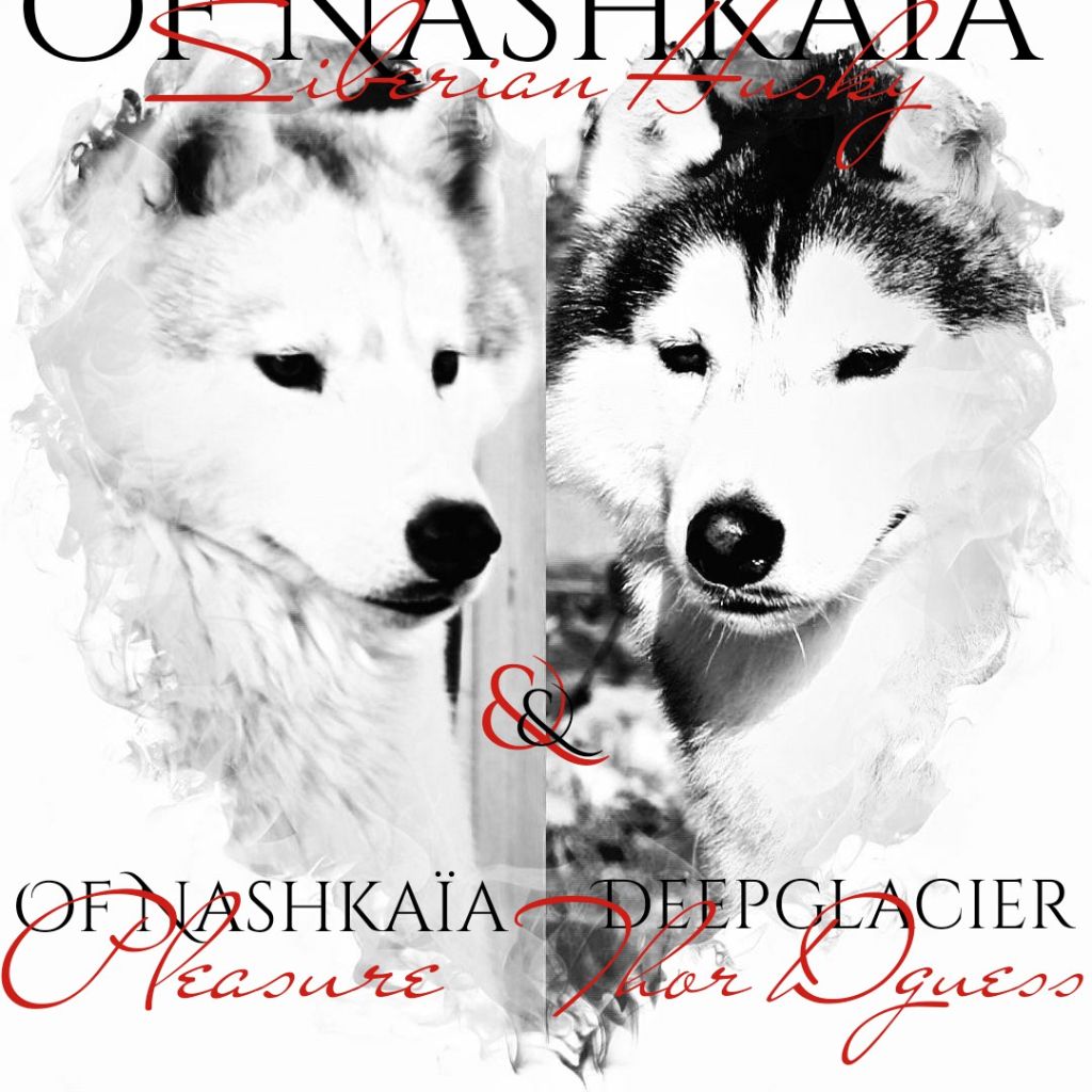 of nashkaia - Siberian Husky - Portée née le 08/03/2021