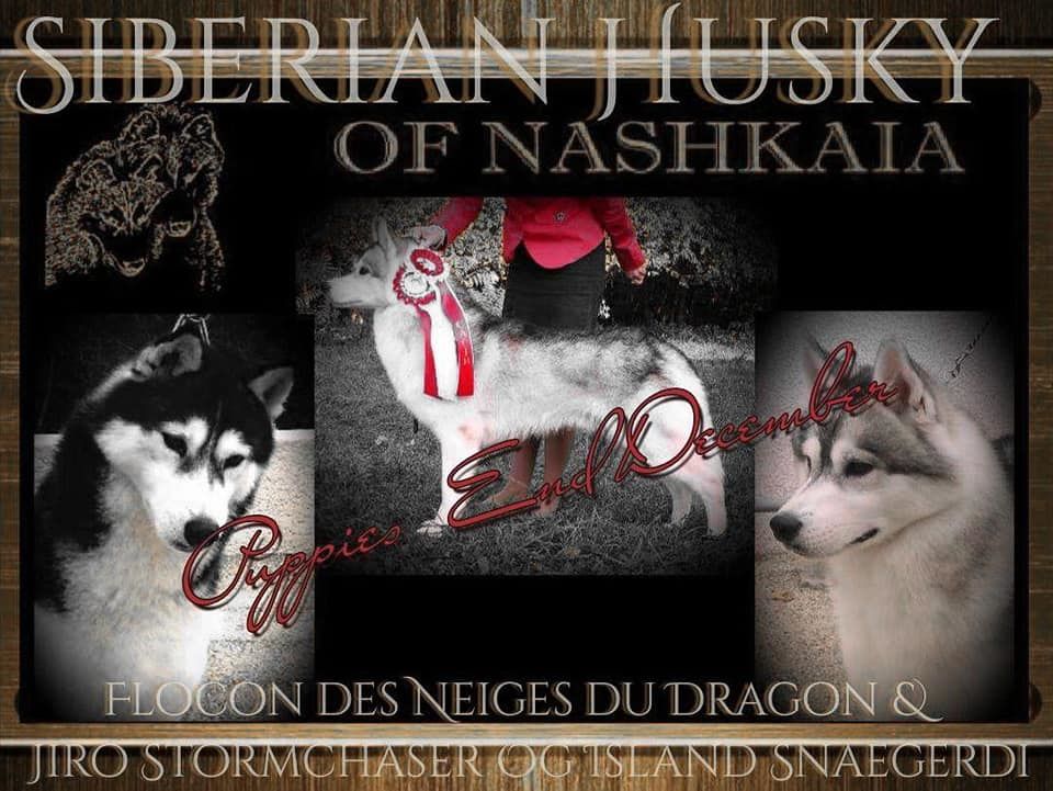chiot Siberian Husky of nashkaia