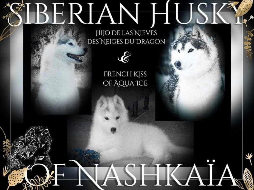chiot Siberian Husky of nashkaia