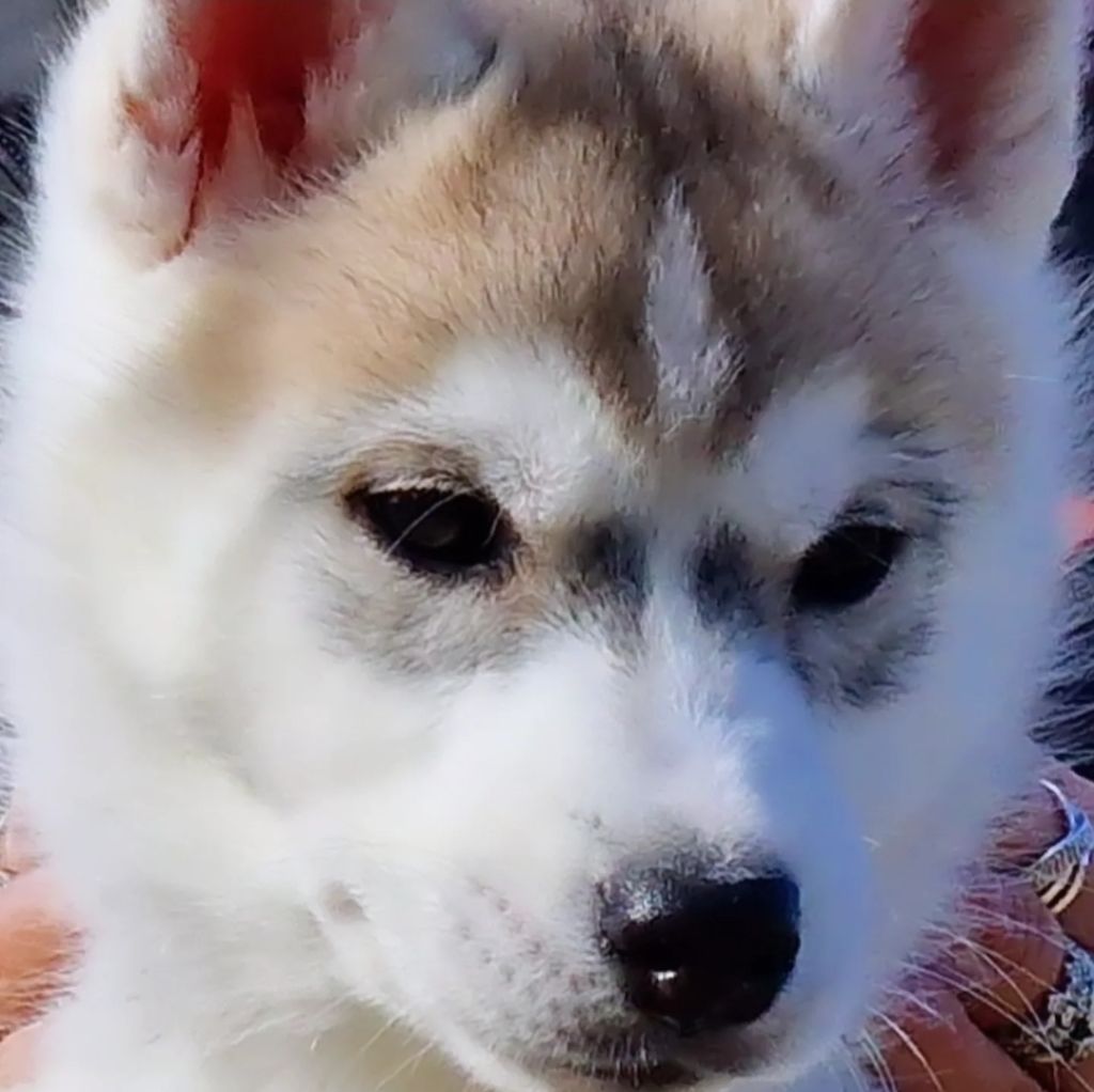 of nashkaia - Chiot disponible  - Siberian Husky