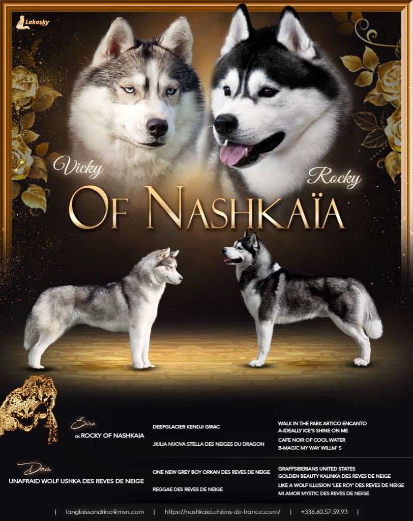 of nashkaia - Chiot disponible  - Siberian Husky