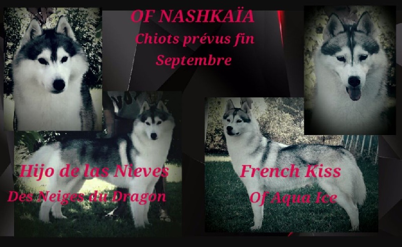 of nashkaia - Siberian Husky - Portée née le 25/09/2016