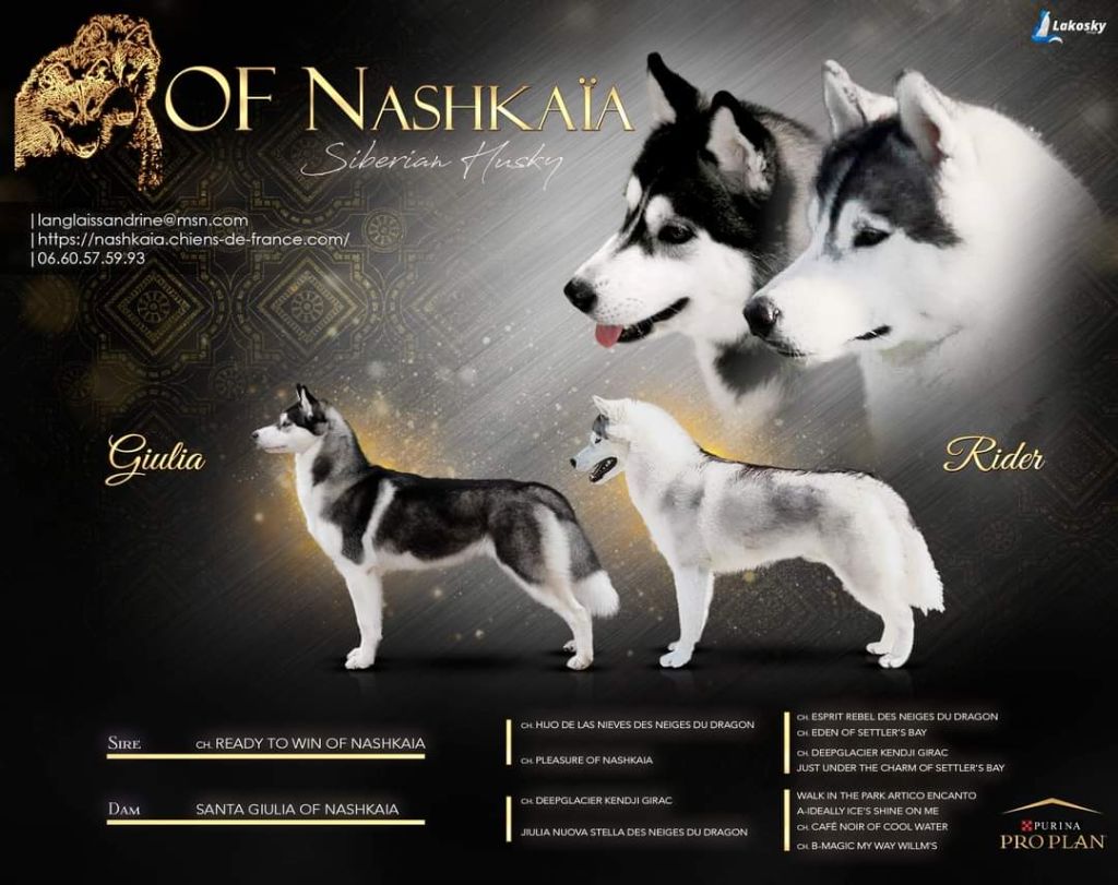 chiot Siberian Husky of nashkaia