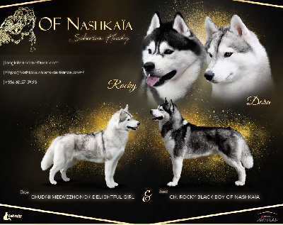 of nashkaia - Siberian Husky - Portée née le 30/11/2024