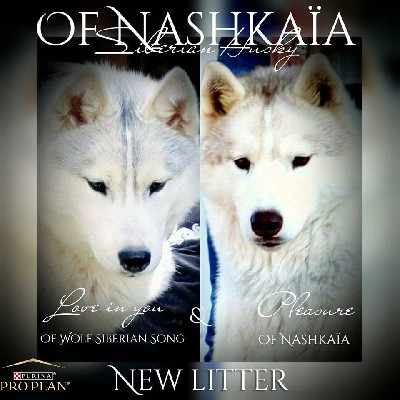 of nashkaia - Siberian Husky - Portée née le 07/03/2022