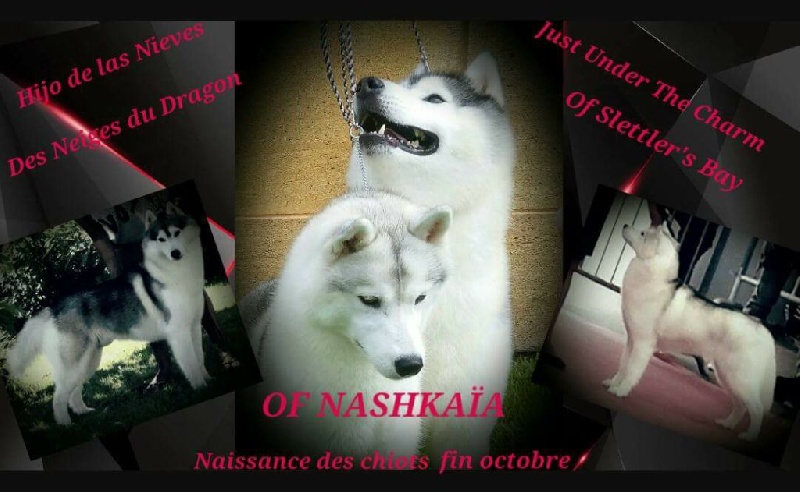 of nashkaia - Siberian Husky - Portée née le 03/11/2016