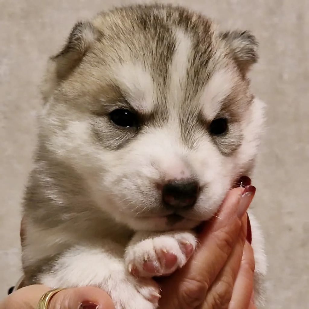 of nashkaia - Chiot disponible  - Siberian Husky