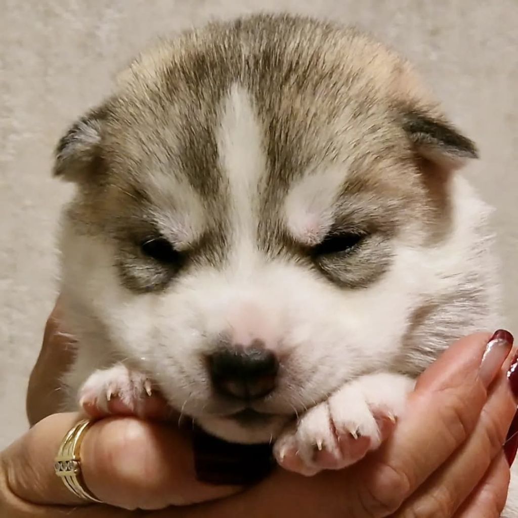 of nashkaia - Chiot disponible  - Siberian Husky