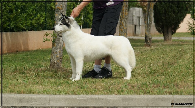 Chanel of nashkaia
