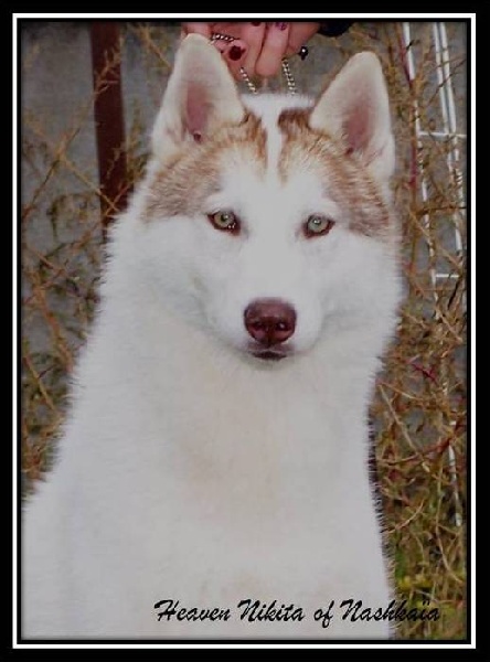Heaven nikita of nashkaia