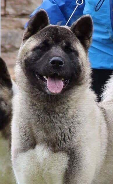 CH. delance magic Yasmin earhart