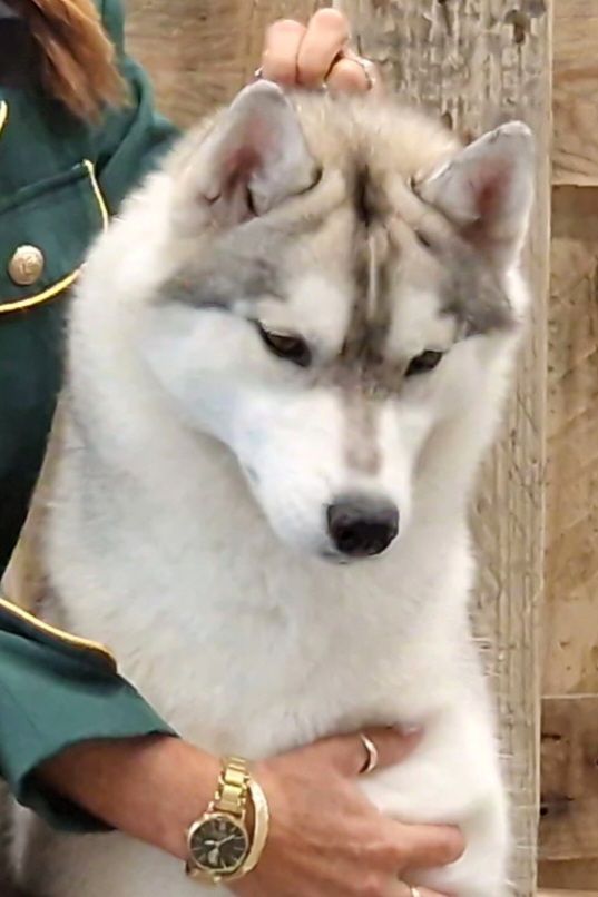 Viva la vida of nashkaia