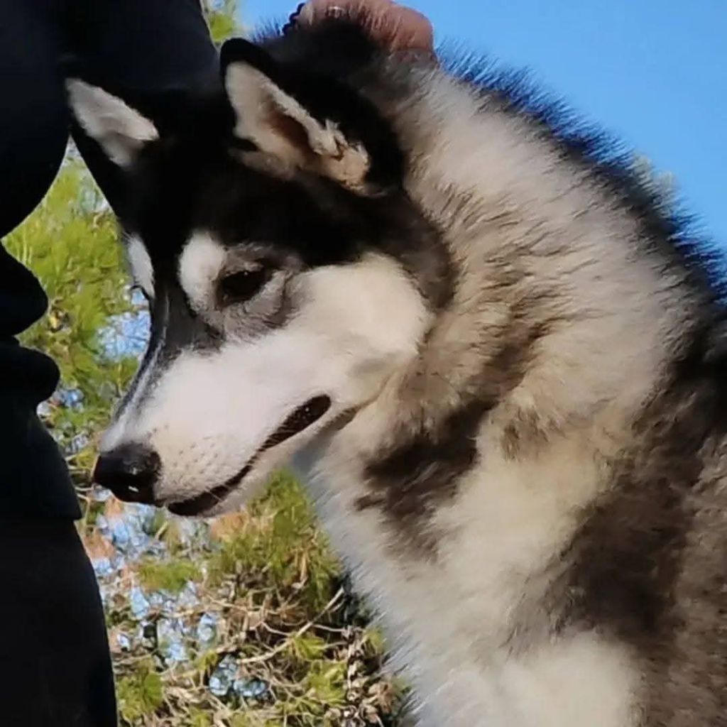 A black marvel de Daybreak Northern