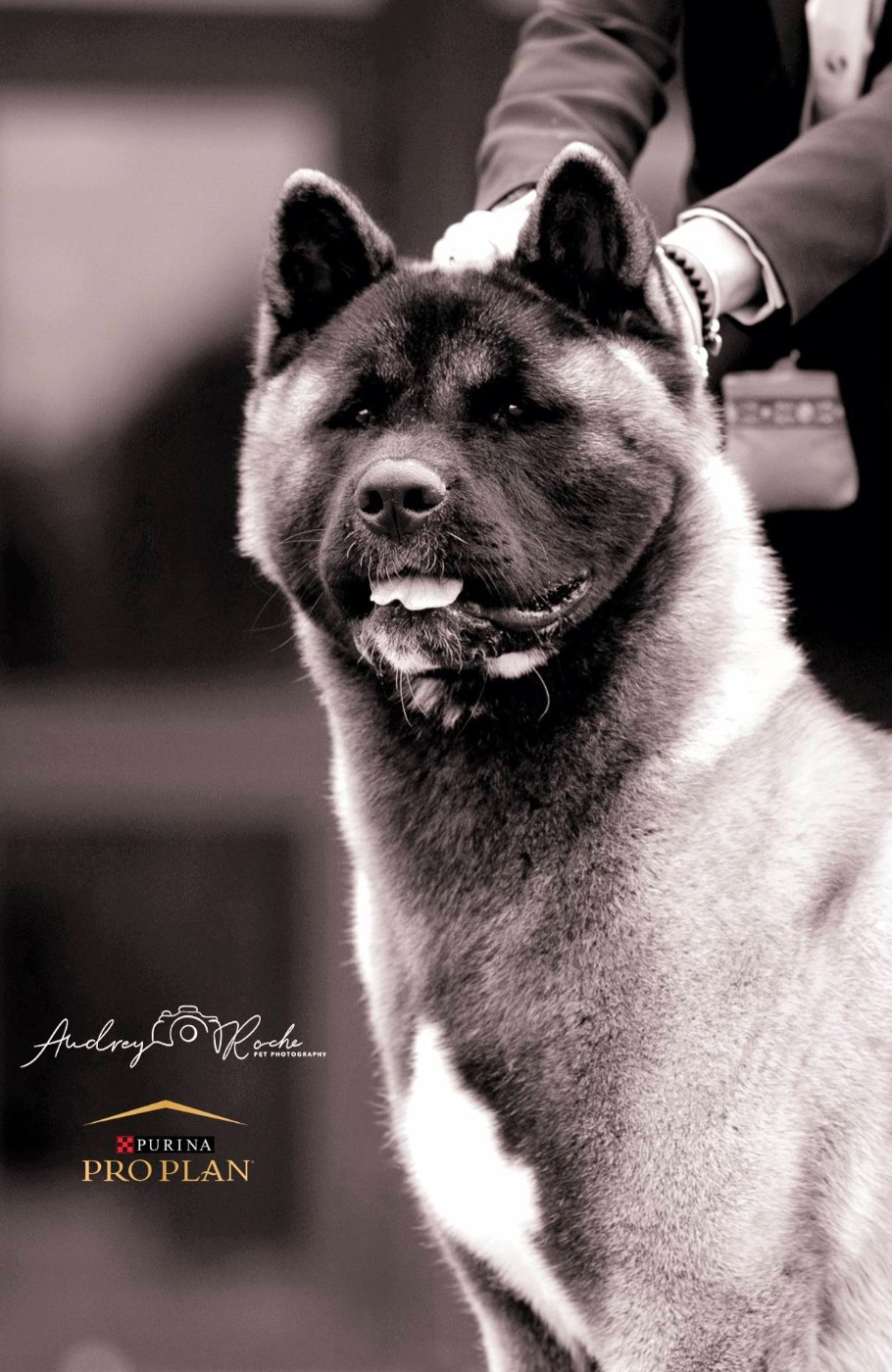 CH. Sendosan UICHIRO SEIKATSU NO TAME NI