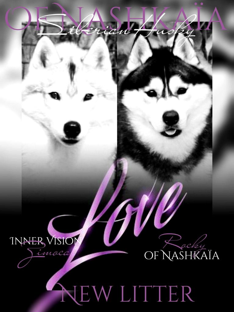 Chiot Siberian Husky of nashkaia