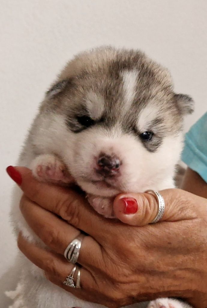 of nashkaia - Chiots disponibles - Siberian Husky