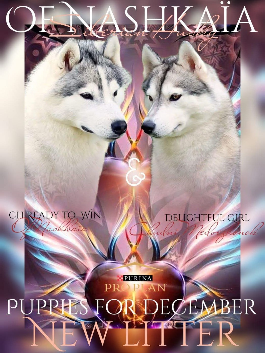 of nashkaia - Siberian Husky - Portée née le 06/12/2025