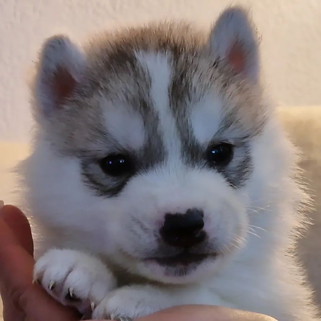 of nashkaia - Chiots disponibles - Siberian Husky
