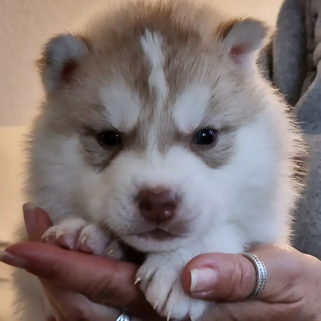 of nashkaia - Chiots disponibles - Siberian Husky