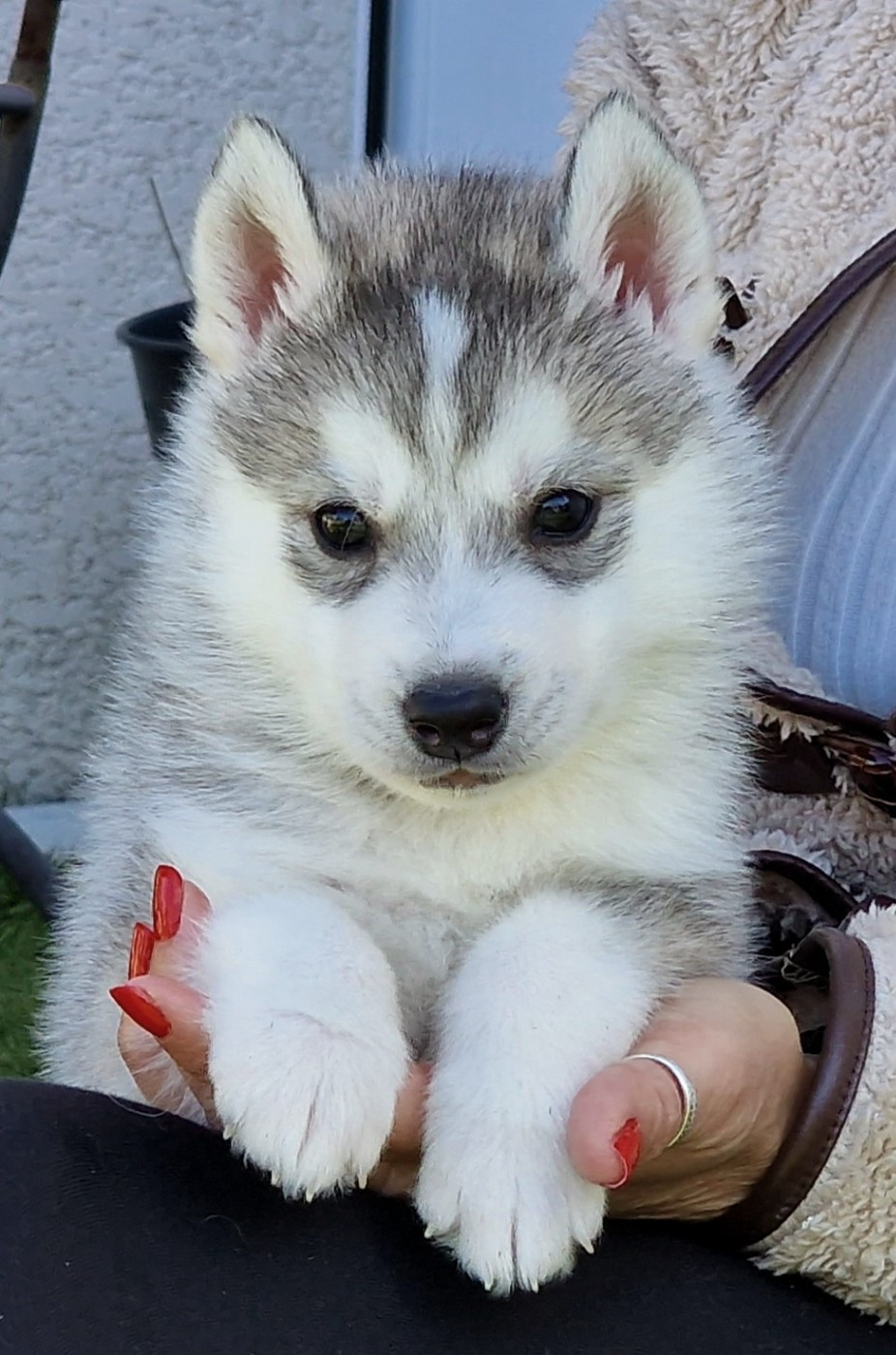 of nashkaia - Chiots disponibles - Siberian Husky