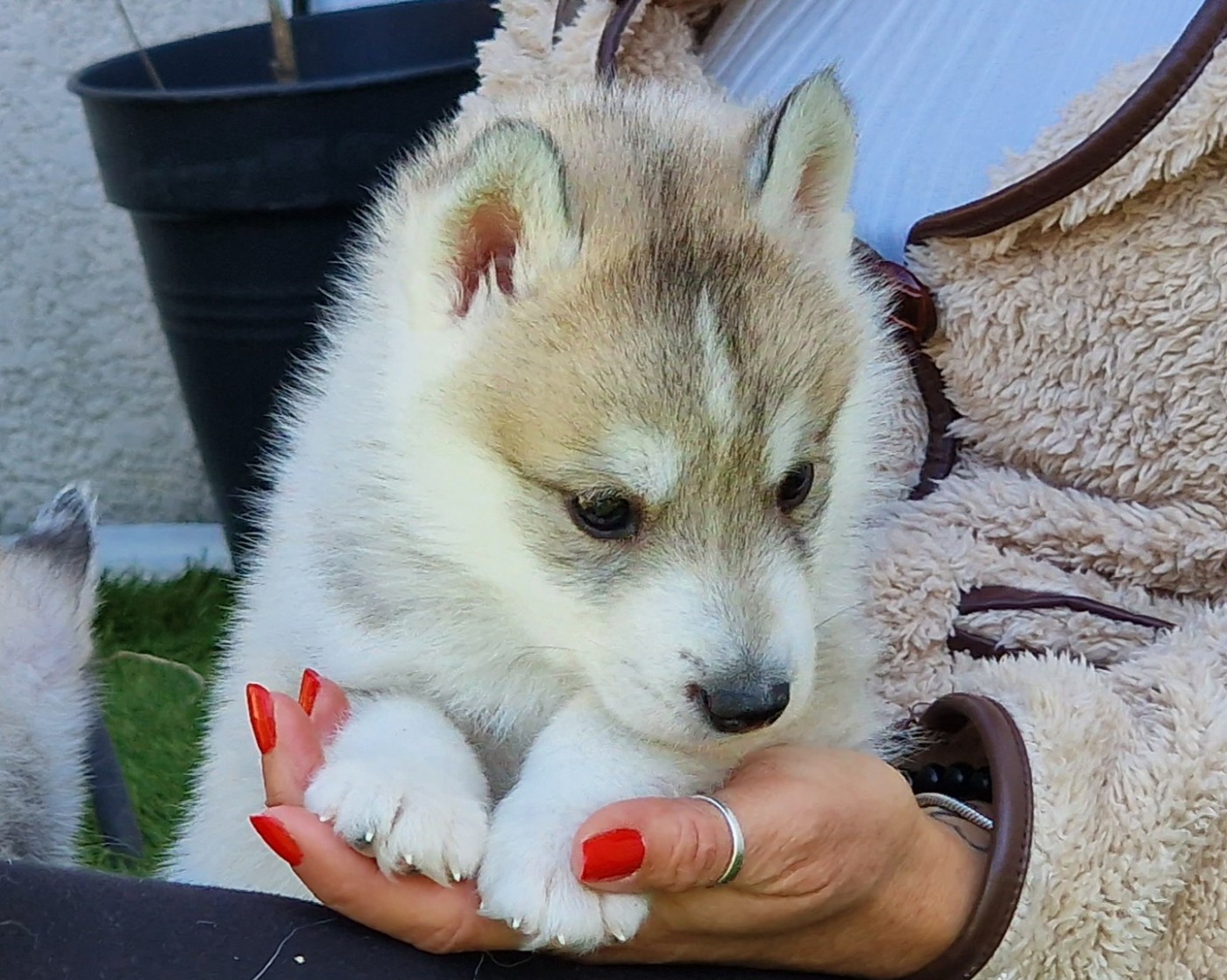 of nashkaia - Chiots disponibles - Siberian Husky