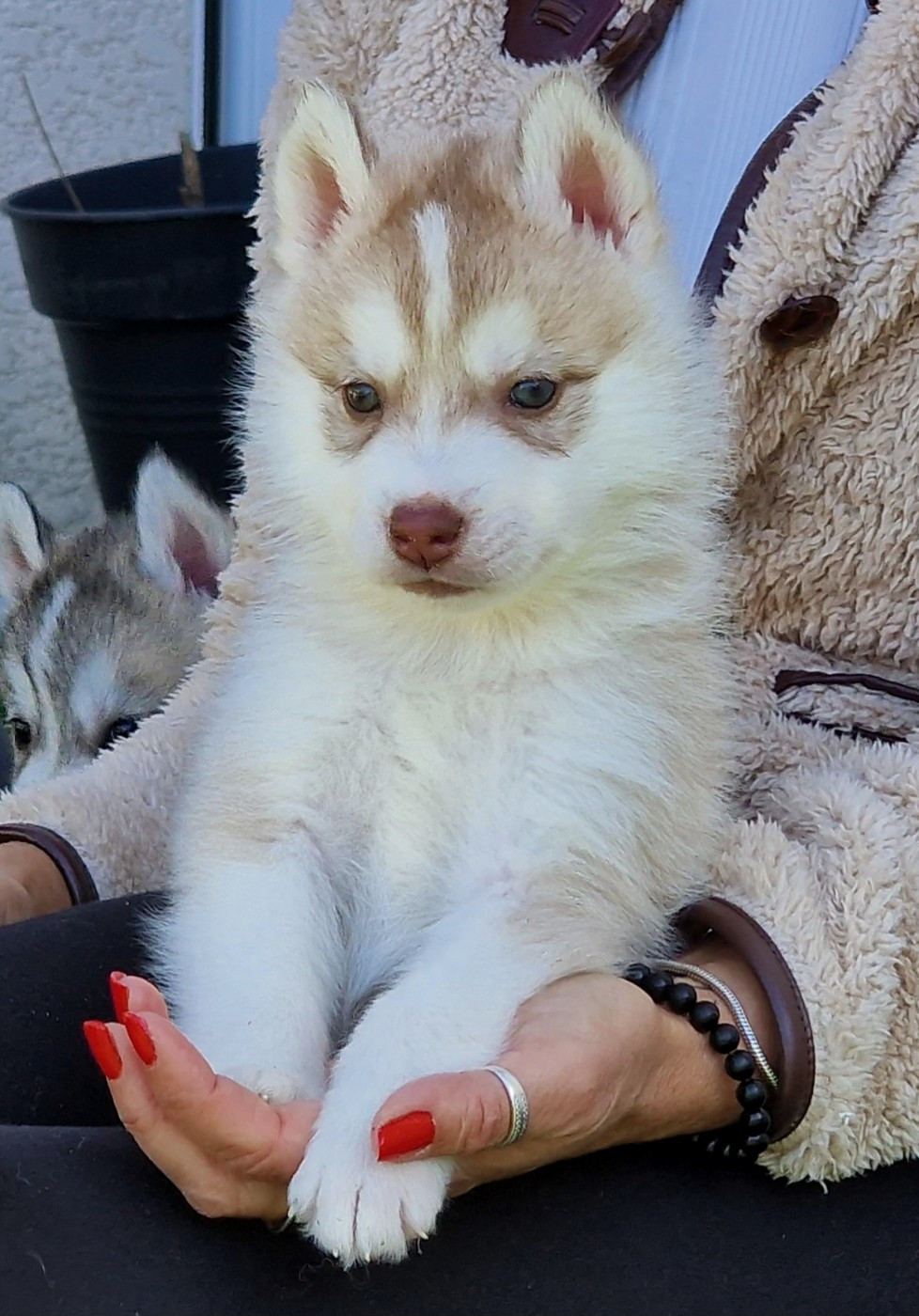 of nashkaia - Chiots disponibles - Siberian Husky