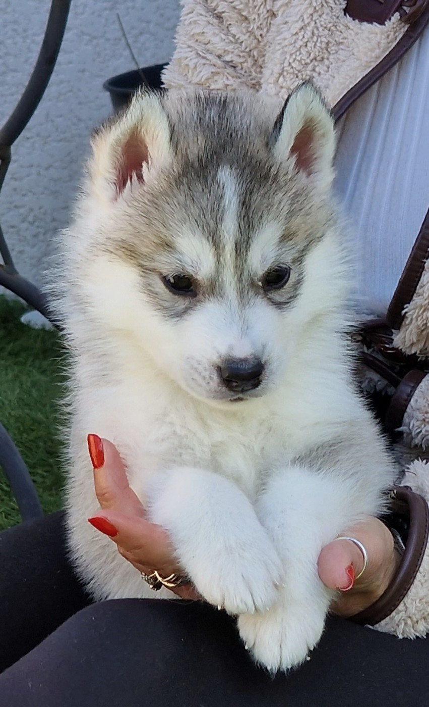 of nashkaia - Chiots disponibles - Siberian Husky