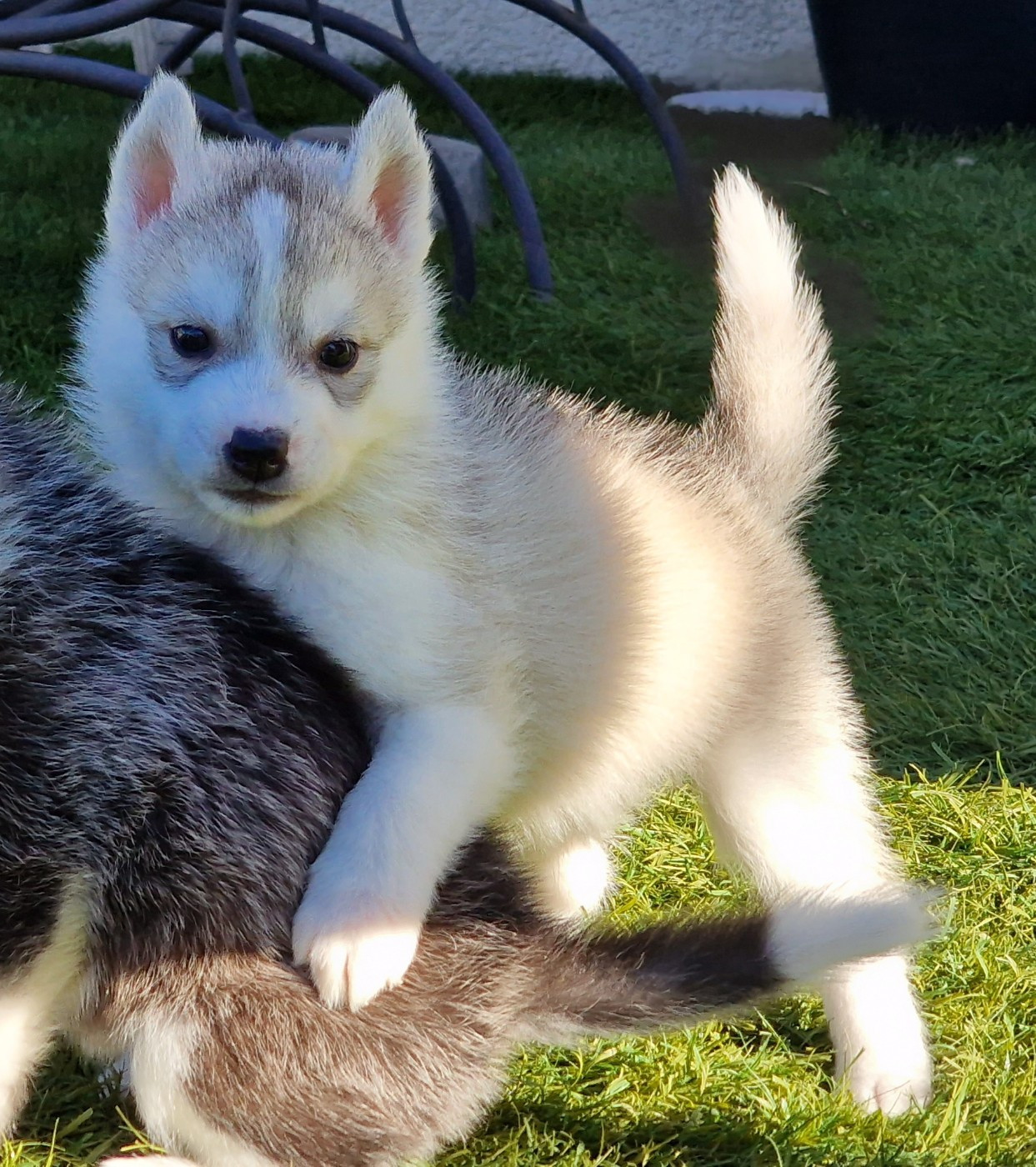 of nashkaia - Chiots disponibles - Siberian Husky