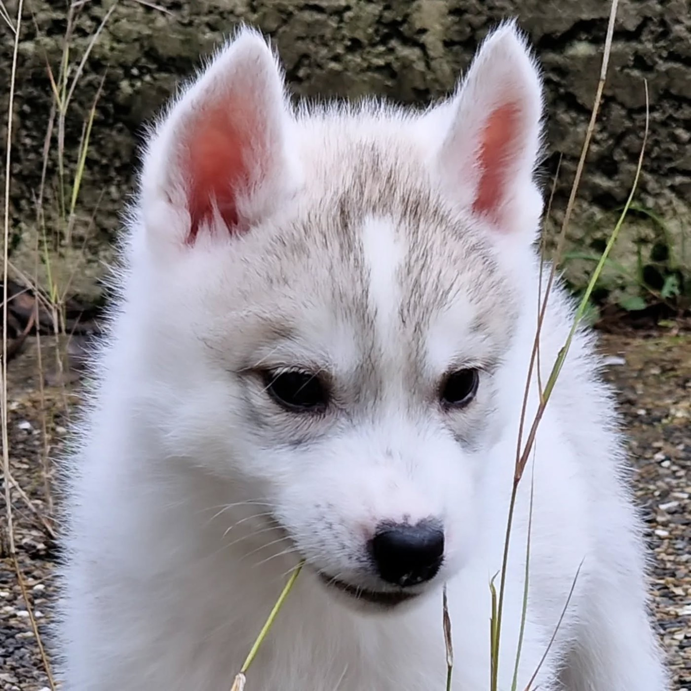 of nashkaia - Chiots disponibles - Siberian Husky