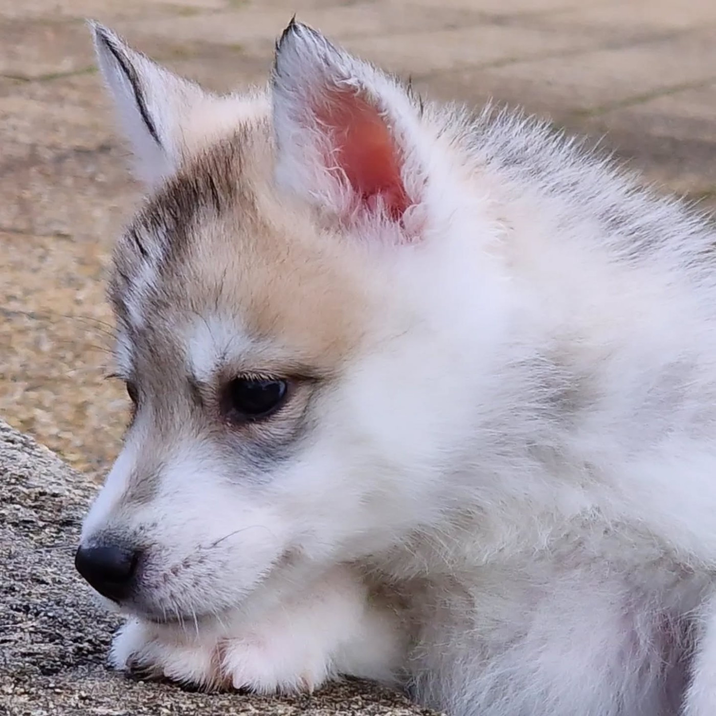 of nashkaia - Chiots disponibles - Siberian Husky