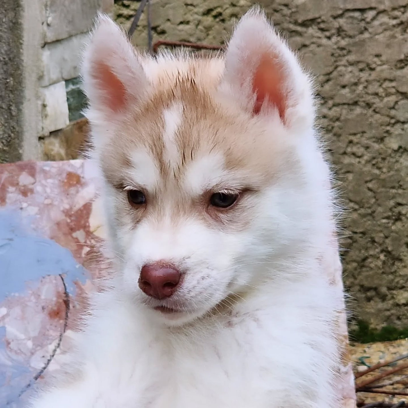 of nashkaia - Chiots disponibles - Siberian Husky