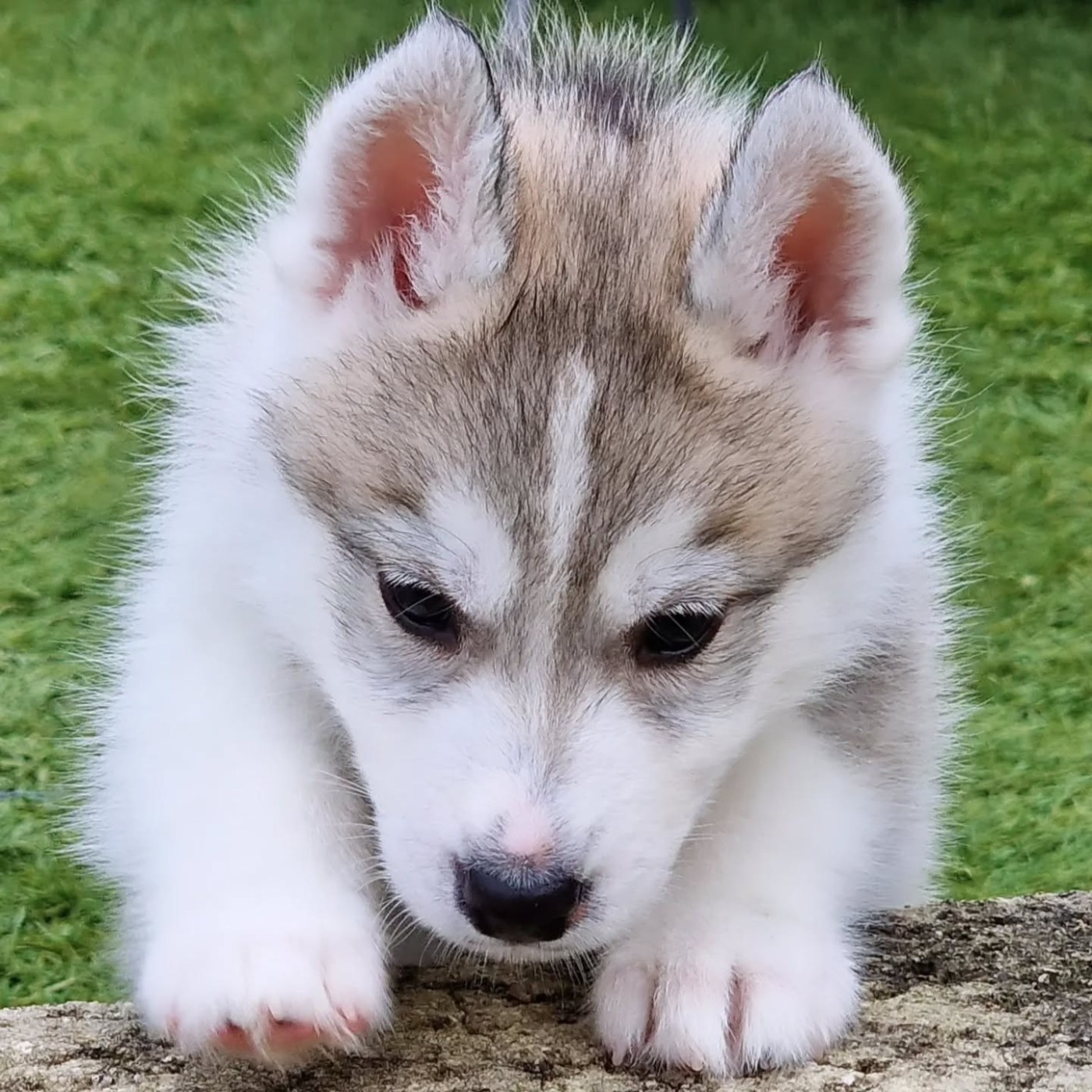 of nashkaia - Chiots disponibles - Siberian Husky