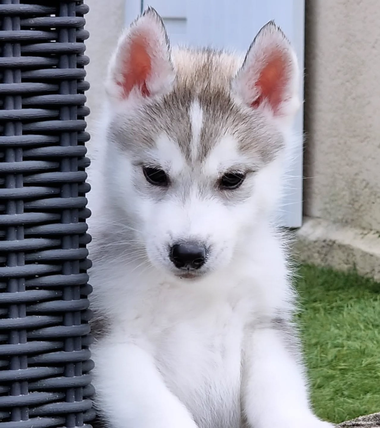 of nashkaia - Chiots disponibles - Siberian Husky