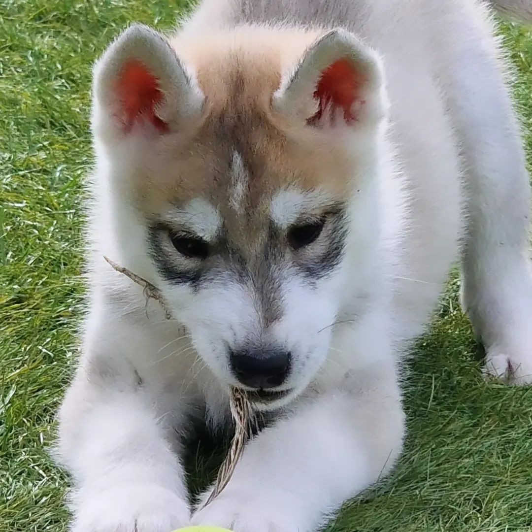 of nashkaia - Chiots disponibles - Siberian Husky