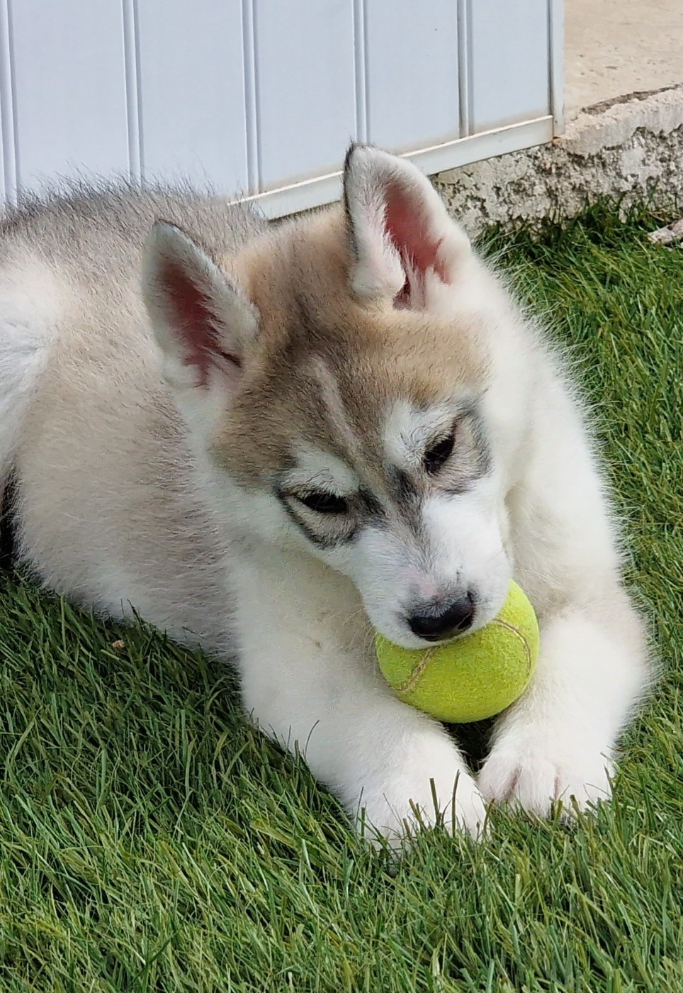 of nashkaia - Chiots disponibles - Siberian Husky