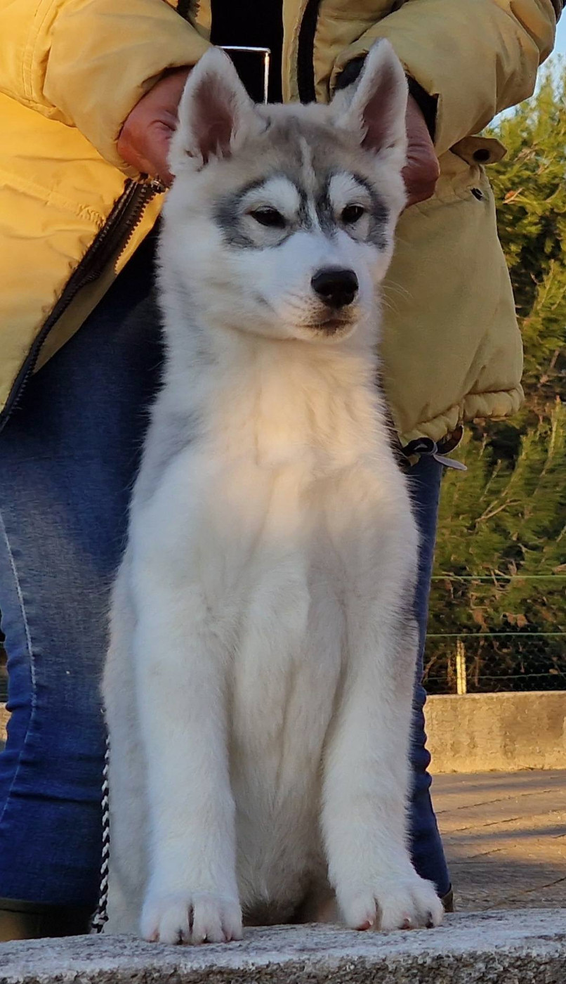 of nashkaia - Chiots disponibles - Siberian Husky