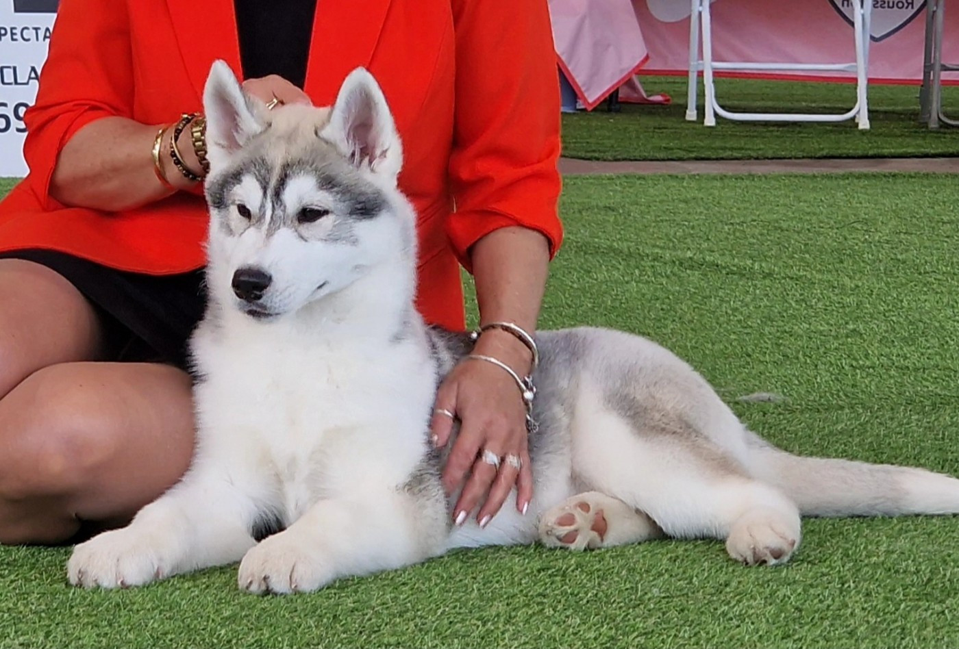 of nashkaia - Chiots disponibles - Siberian Husky