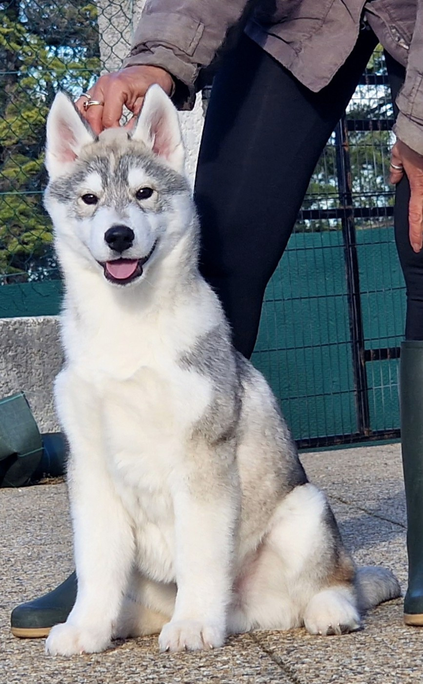 of nashkaia - Chiots disponibles - Siberian Husky