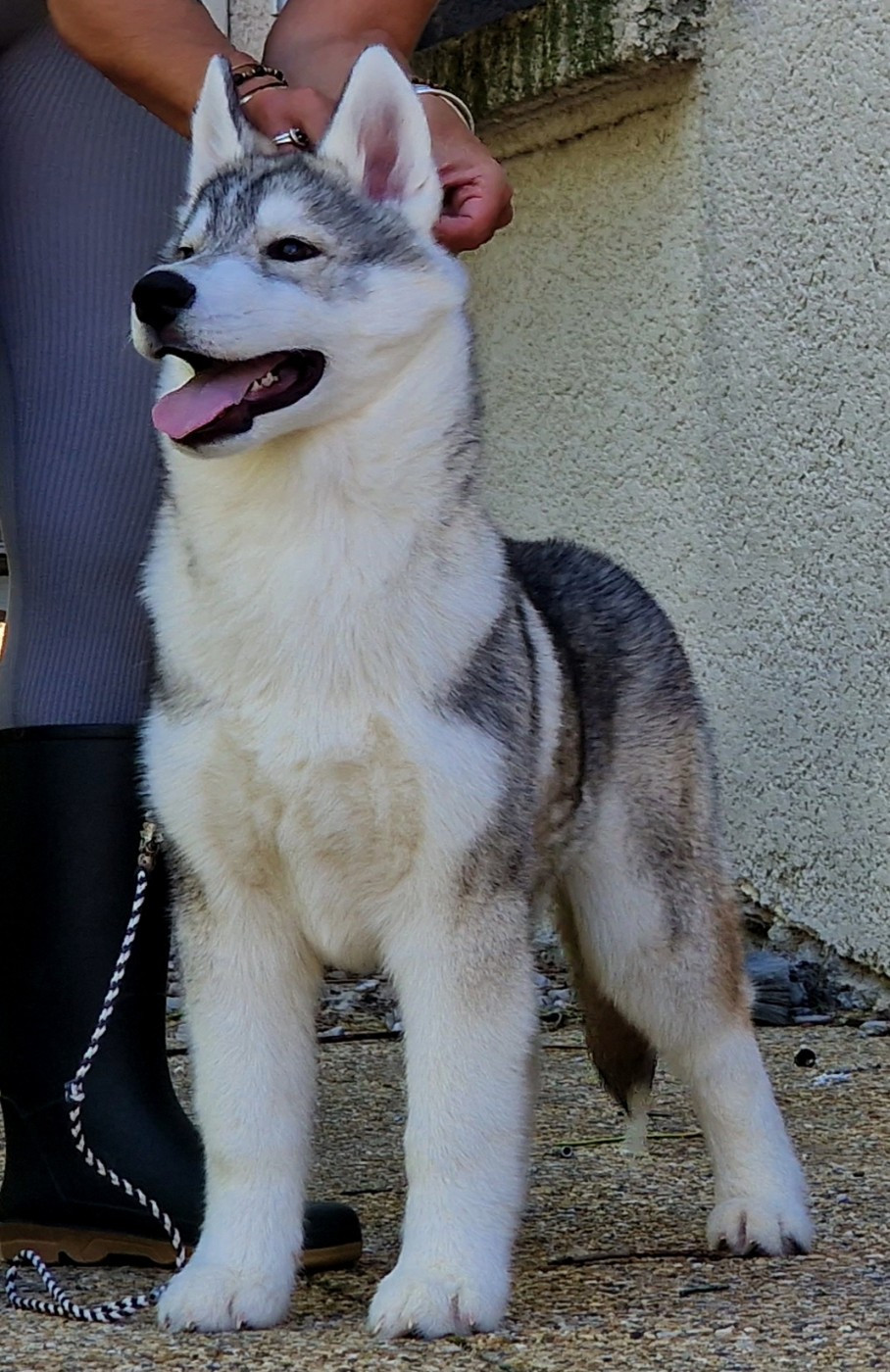of nashkaia - Chiots disponibles - Siberian Husky
