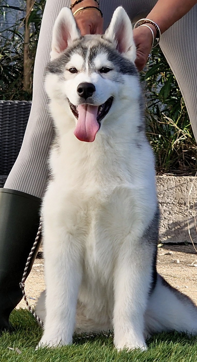 of nashkaia - Chiots disponibles - Siberian Husky