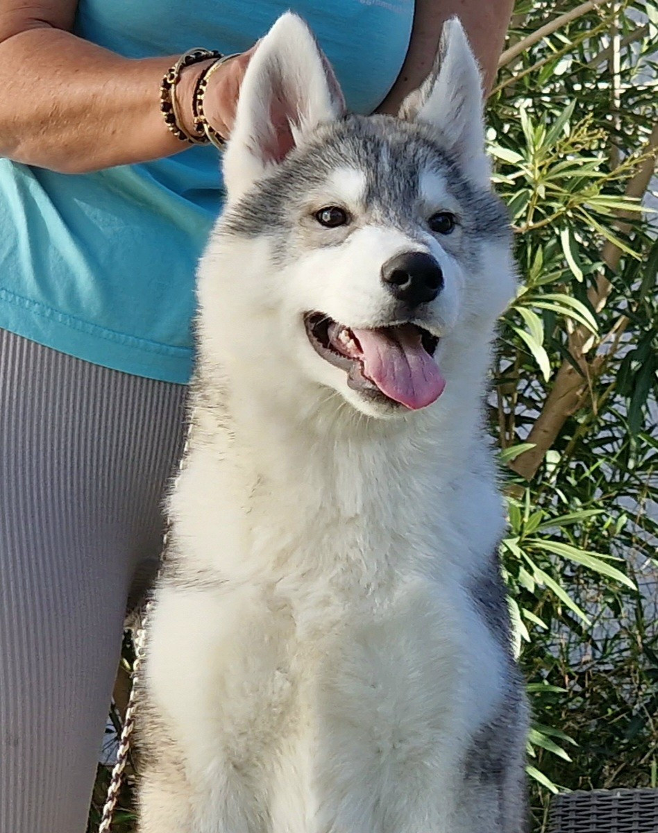 of nashkaia - Chiots disponibles - Siberian Husky