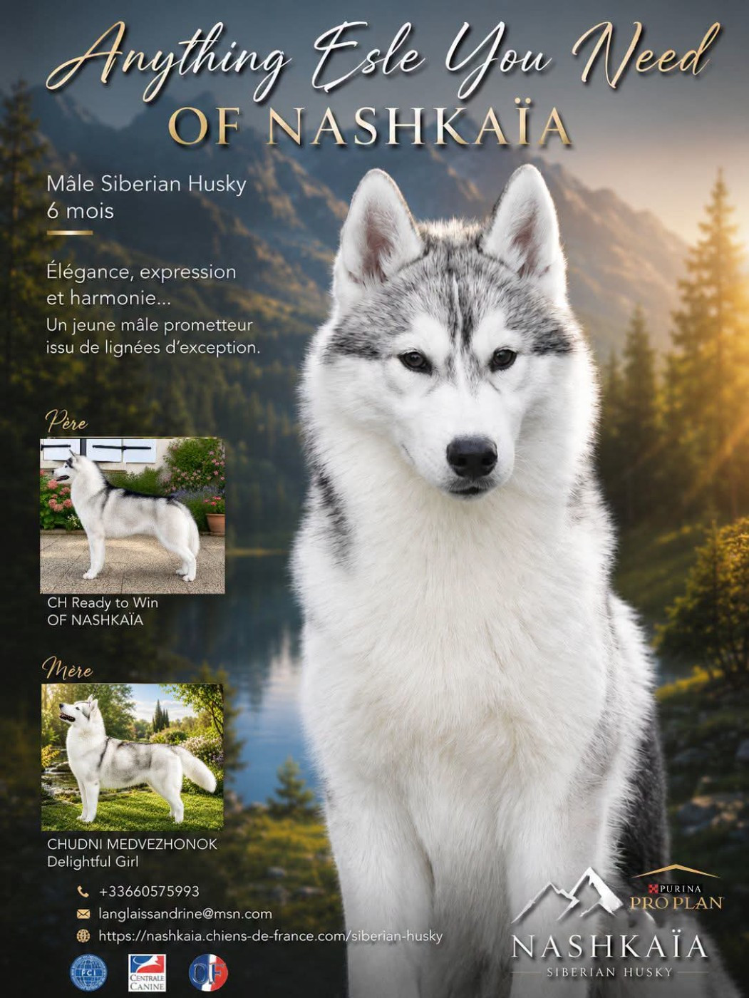 of nashkaia - Chiots disponibles - Siberian Husky