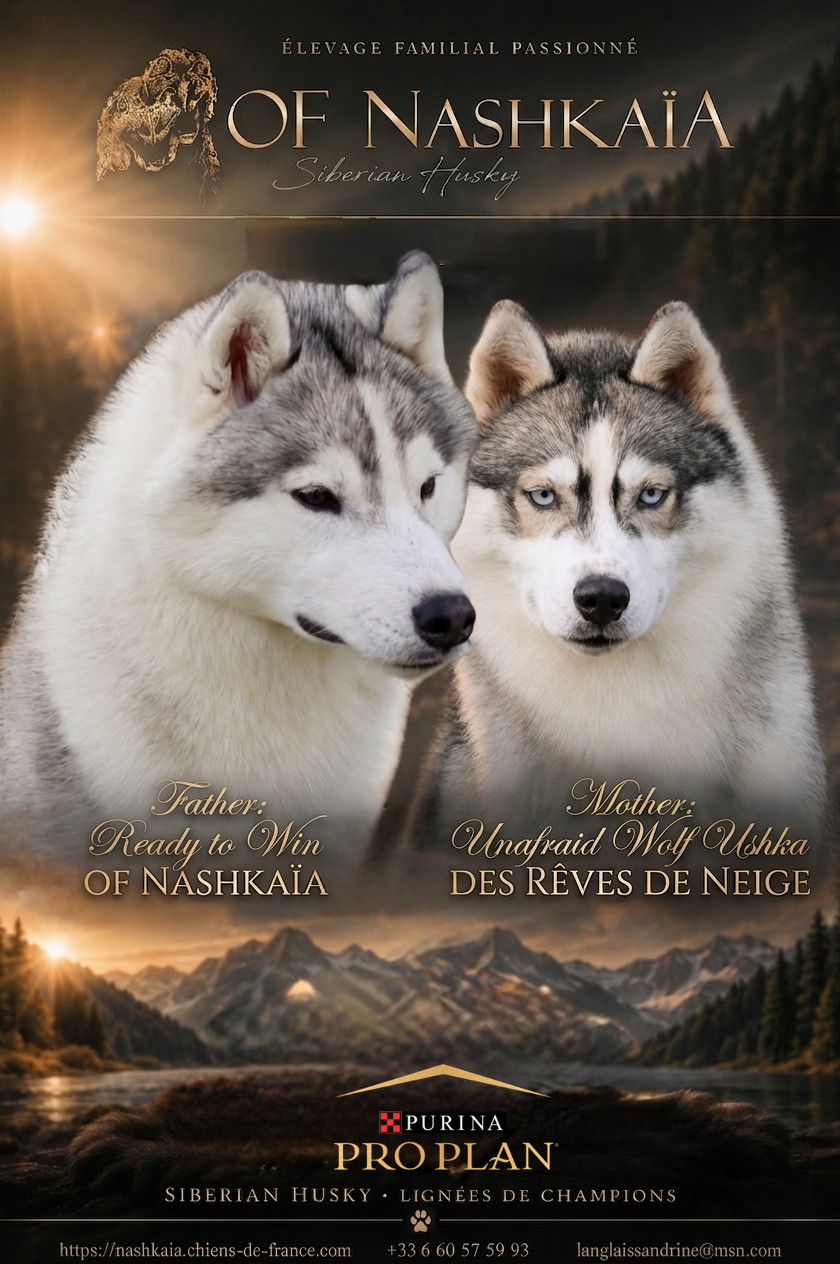 of nashkaia - Siberian Husky - Portée née le 22/08/2026