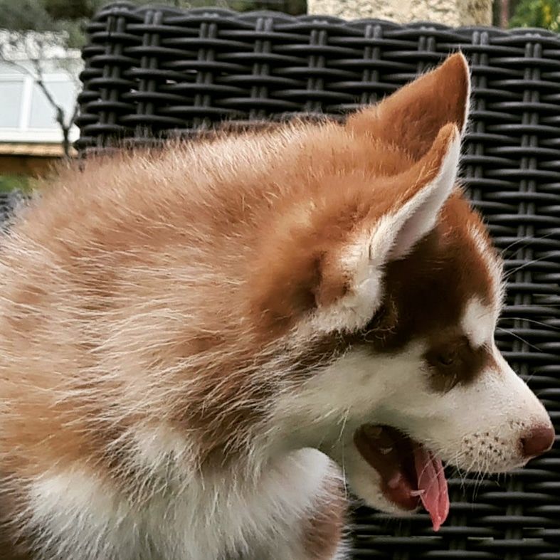 THE STAR IS BORN " TYKE"