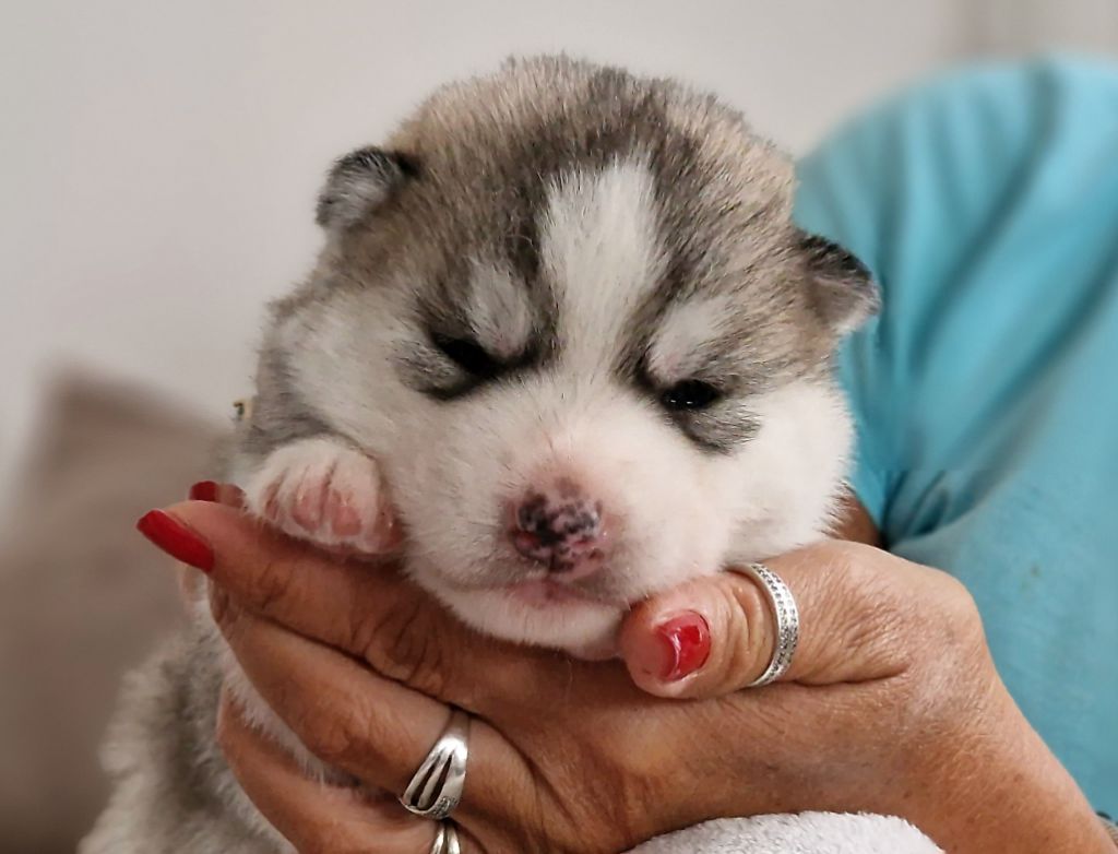 of nashkaia - Chiots disponibles - Siberian Husky