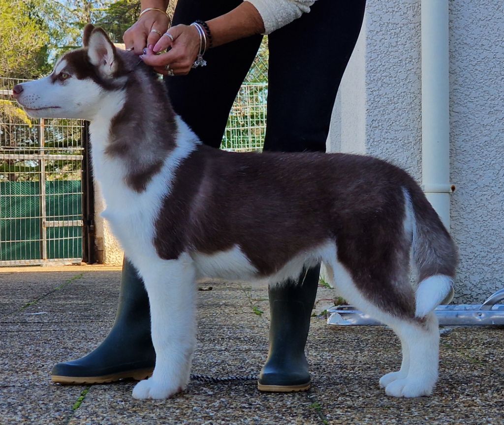 of nashkaia - Chiots disponibles - Siberian Husky