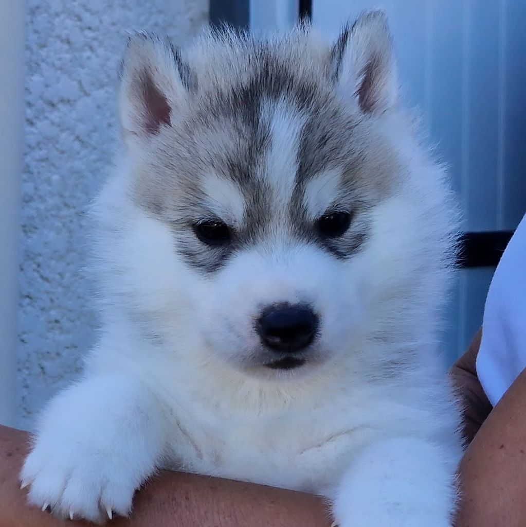 of nashkaia - Chiots disponibles - Siberian Husky