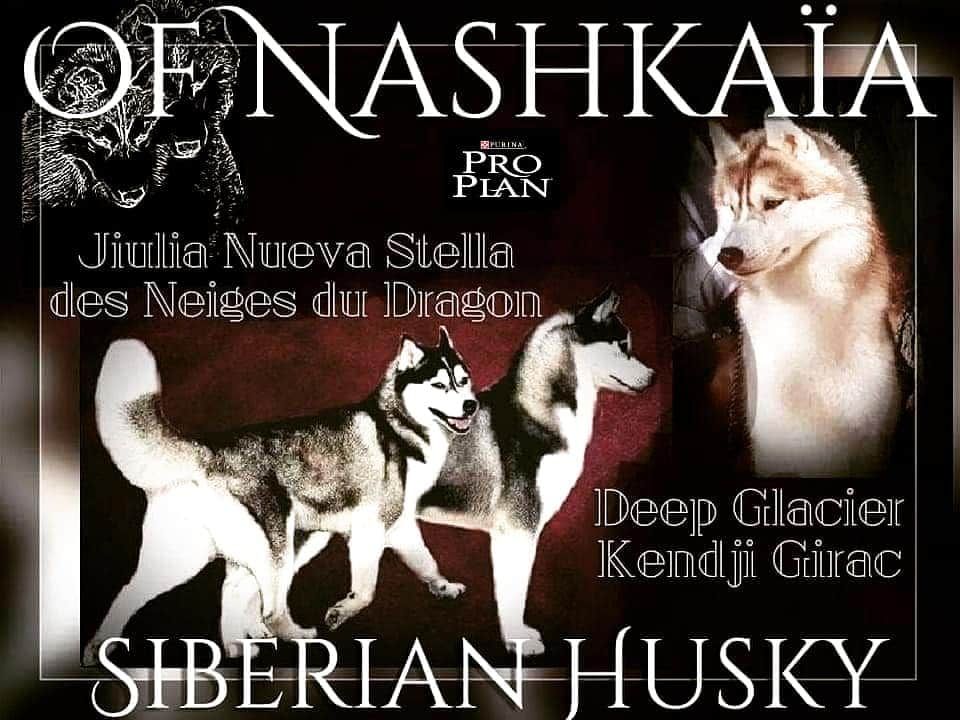 Chiot Siberian Husky of nashkaia