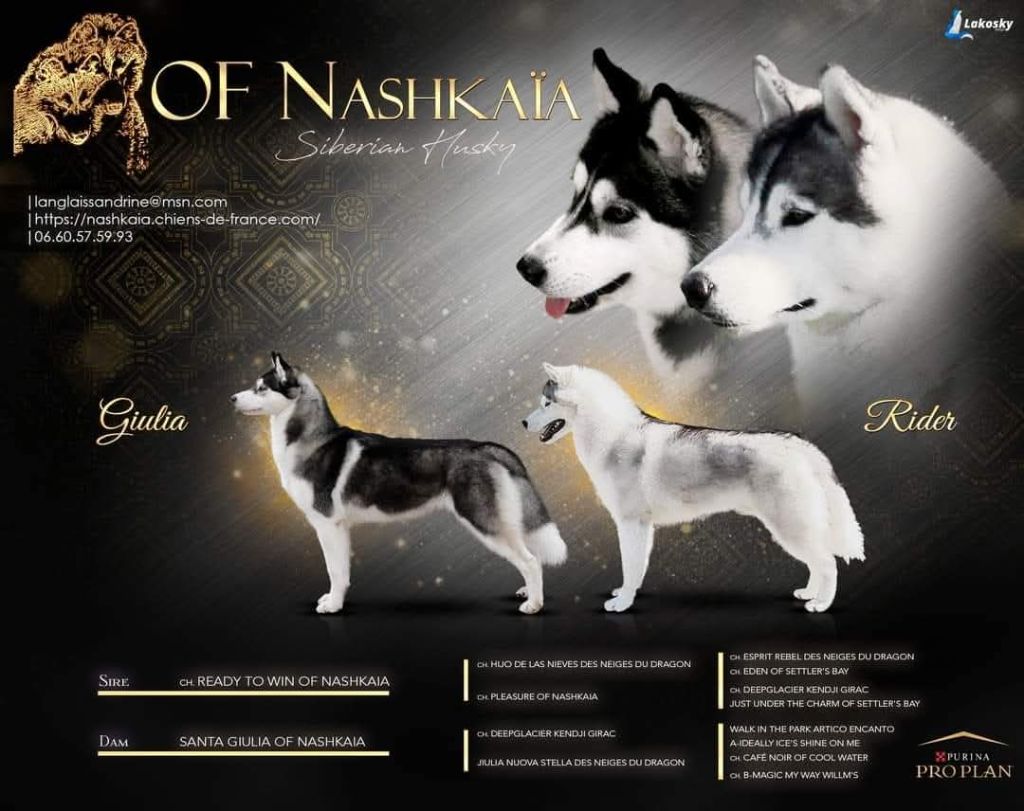 Chiot Siberian Husky of nashkaia